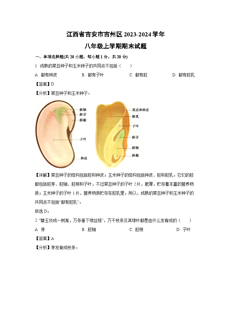 [生物][期末]江西省吉安市吉州区2023-2024学年八年级上学期期末试题(解析版)