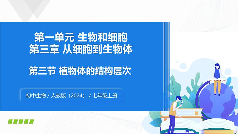 1.3.3 植物体的结构层次-初中生物七年级上册 同步教学课件(人教版2024)第1页