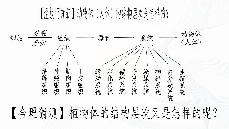 1.3.3 植物体的结构层次-初中生物七年级上册 同步教学课件(人教版2024)第3页