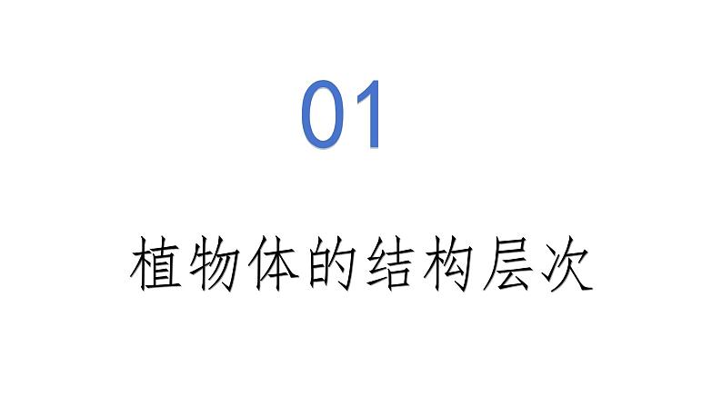 1.3.3 植物体的结构层次-初中生物七年级上册 同步教学课件(人教版2024)第6页
