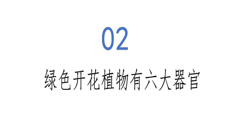 1.3.3 植物体的结构层次-初中生物七年级上册 同步教学课件(人教版2024)第8页