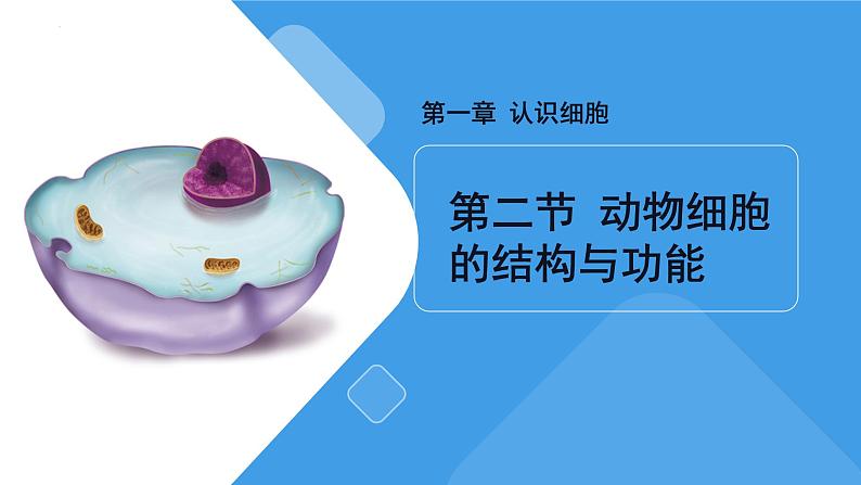 1.1.2动物细胞的结构与功能课件2024-2025学年苏教版(2024版)七年级生物上册第1页