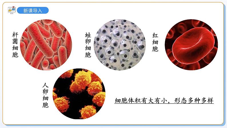 1.1.2动物细胞的结构与功能课件2024-2025学年苏教版(2024版)七年级生物上册第3页
