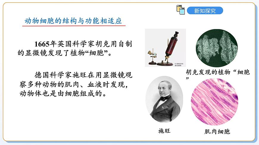 1.1.2動物細(xì)胞的結(jié)構(gòu)與功能課件2024-2025學(xué)年蘇教版（2024版）七年級生物上冊第4頁