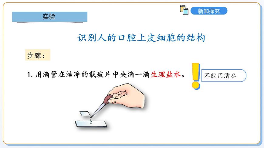 1.1.2動物細(xì)胞的結(jié)構(gòu)與功能課件2024-2025學(xué)年蘇教版（2024版）七年級生物上冊第6頁