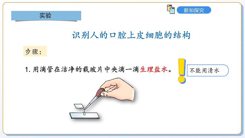 1.1.2动物细胞的结构与功能课件2024-2025学年苏教版(2024版)七年级生物上册第6页