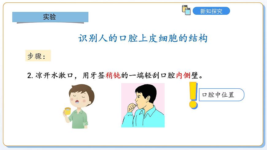 1.1.2動物細(xì)胞的結(jié)構(gòu)與功能課件2024-2025學(xué)年蘇教版（2024版）七年級生物上冊第7頁