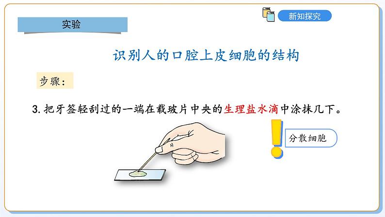1.1.2动物细胞的结构与功能课件2024-2025学年苏教版(2024版)七年级生物上册第8页