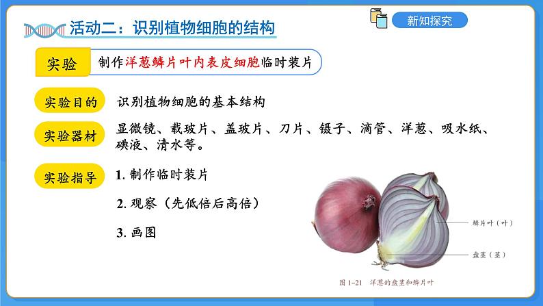 1.1.3植物细胞的结构与功能课件-2024-2025学年苏教版(2024版)七年级生物上册第7页