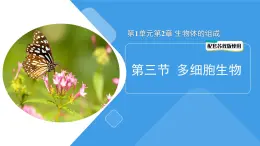 1.2.3 多细胞生物课件---2024-2025学年苏教版（2024版）七年级生物上册