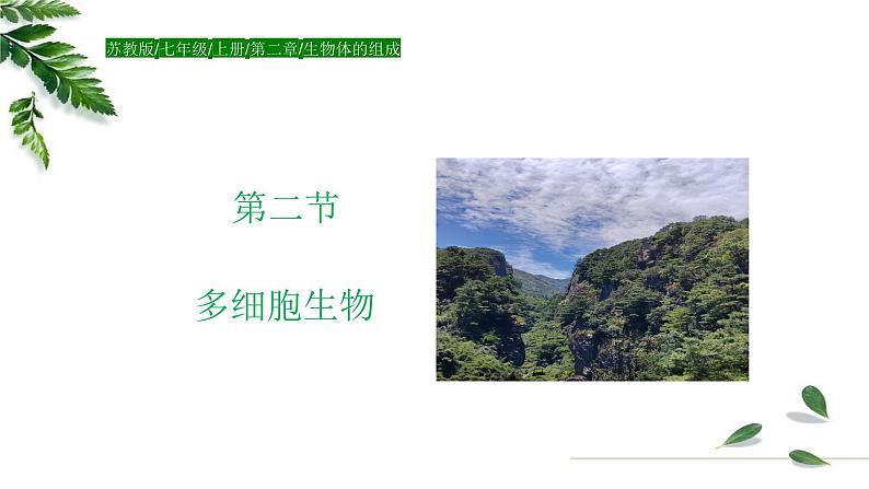 1.2.3多细胞生物课件 -2024-2025学年苏教版(2024版)七年级生物上册第1页