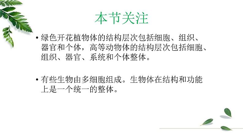 1.2.3多细胞生物课件 -2024-2025学年苏教版(2024版)七年级生物上册第2页
