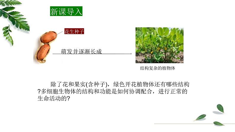 1.2.3多细胞生物课件 -2024-2025学年苏教版(2024版)七年级生物上册第3页