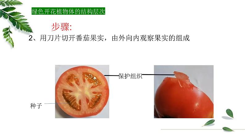 1.2.3多细胞生物课件 -2024-2025学年苏教版(2024版)七年级生物上册第7页
