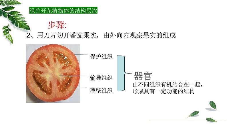 1.2.3多细胞生物课件 -2024-2025学年苏教版(2024版)七年级生物上册第8页
