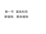 2.3.1  藻类和苔藓植物、蕨类植物  课件---2024-2025学年苏教版（2024版）七年级生物上册