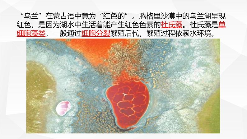 2.3.1 藻类和苔藓植物、蕨类植物课件 2024-2025学年苏教版(2024版)七年级生物上册第2页