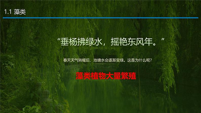 2.3.1 藻类和苔藓植物、蕨类植物课件 2024-2025学年苏教版(2024版)七年级生物上册第5页