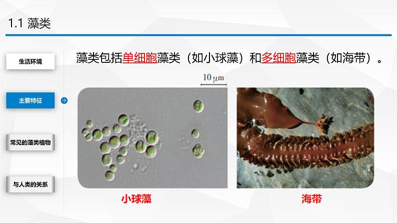 2.3.1 藻类和苔藓植物、蕨类植物课件 2024-2025学年苏教版(2024版)七年级生物上册第7页