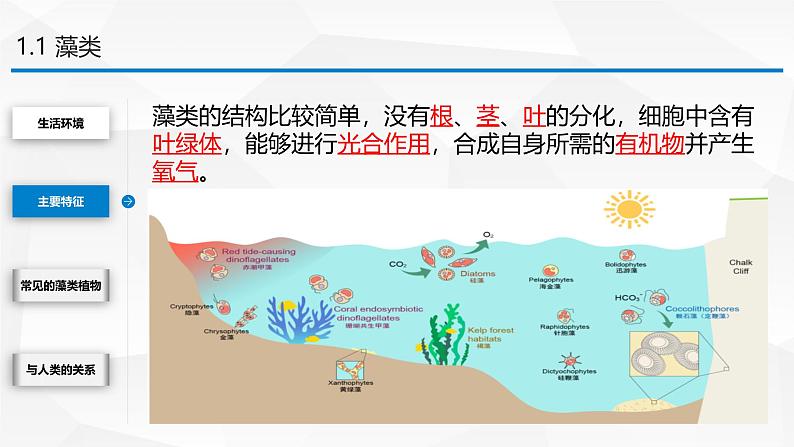 2.3.1 藻类和苔藓植物、蕨类植物课件 2024-2025学年苏教版(2024版)七年级生物上册第8页
