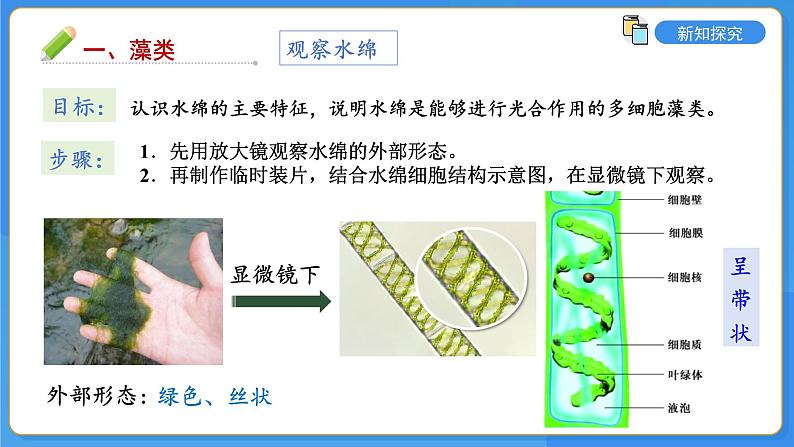2.3.1 藻类和苔藓植物、蕨类植物课件---2024-2025学年苏教版(2024版)七年级生物上册06