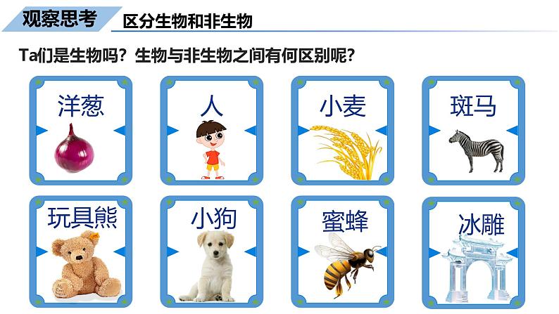 1.1.2生物的特征课件--2024-2025学年人教版(2024)生物七年级上册第3页