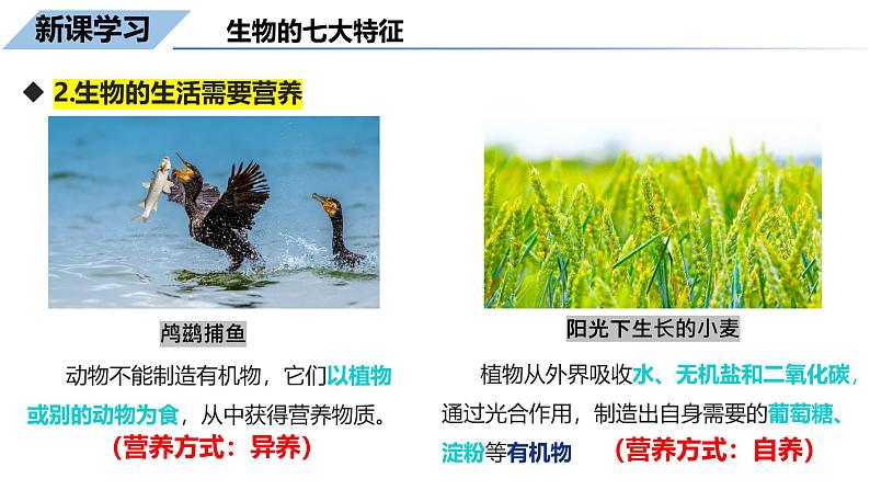 1.1.2生物的特征课件--2024-2025学年人教版(2024)生物七年级上册第5页