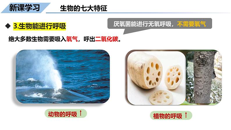 1.1.2生物的特征课件--2024-2025学年人教版(2024)生物七年级上册第7页