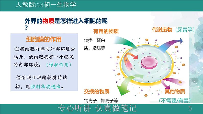 1.2.4细胞的生活课件 -2024-2025学年人教版(2024)生物七年级上册第5页