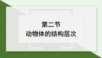 初中生物人教版（2024）七年级上册（2024）第一单元 生物和细胞第三章 从细胞到生物体第二节 动物体的结构层次课文内容ppt课件