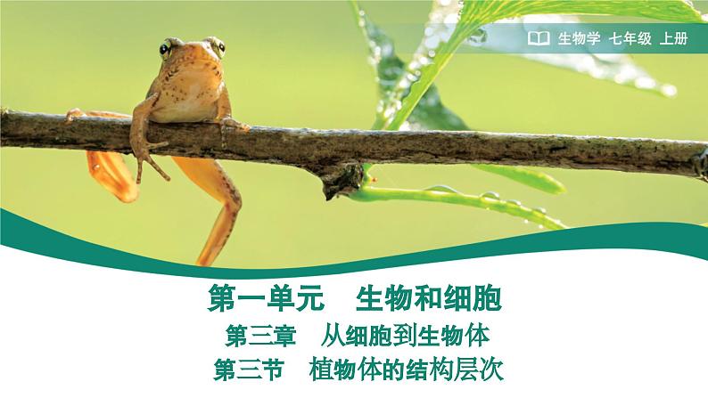 1.3.3 植物体的结构层次课件--2024-2025学年人教版(2024)生物七年级上册第1页