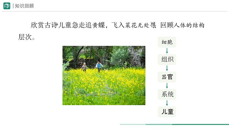 1.3.3 植物体的结构层次课件--2024-2025学年人教版(2024)生物七年级上册第2页