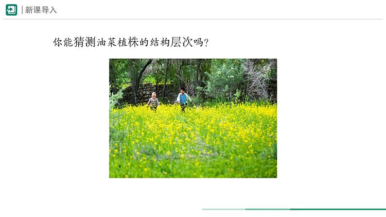 1.3.3 植物体的结构层次课件--2024-2025学年人教版(2024)生物七年级上册第3页