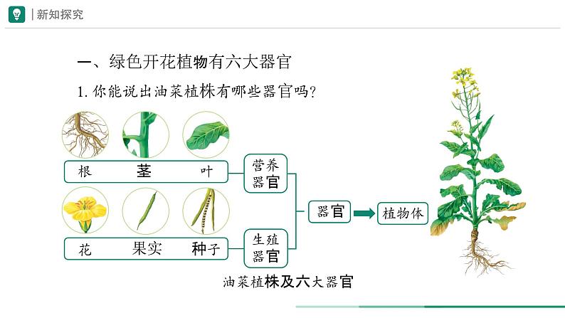 1.3.3 植物体的结构层次课件--2024-2025学年人教版(2024)生物七年级上册第4页
