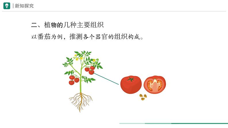 1.3.3 植物体的结构层次课件--2024-2025学年人教版(2024)生物七年级上册第7页