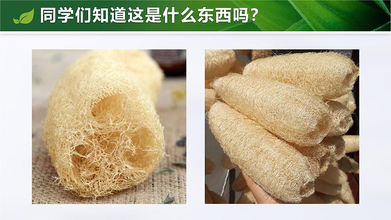 1.3.3 植物体的结构层次(教学设计(表格式)+课件)---2024-2025学年人教版(2024)生物七年级上册02