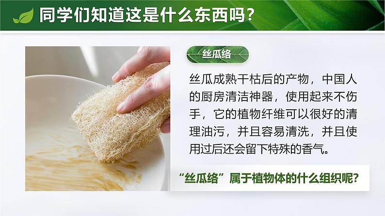 1.3.3 植物体的结构层次(教学设计(表格式)+课件)---2024-2025学年人教版(2024)生物七年级上册03