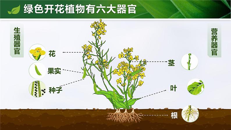 1.3.3 植物体的结构层次(教学设计(表格式)+课件)---2024-2025学年人教版(2024)生物七年级上册05