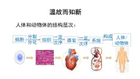 初中生物人教版（2024）七年级上册（2024）第三节 植物体的结构层次教学课件ppt