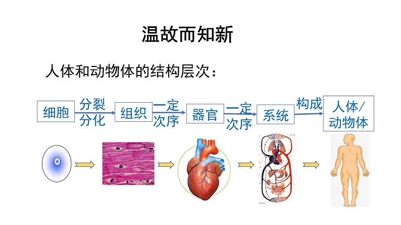 1.3.3植物体的结构层次课件 2024-2025学年人教版(2024)生物七年级上册第1页