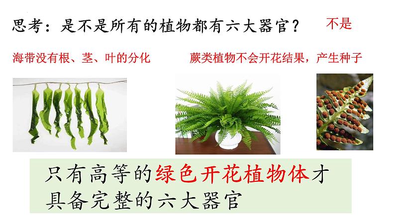 1.3.3植物体的结构层次课件 2024-2025学年人教版(2024)生物七年级上册第6页