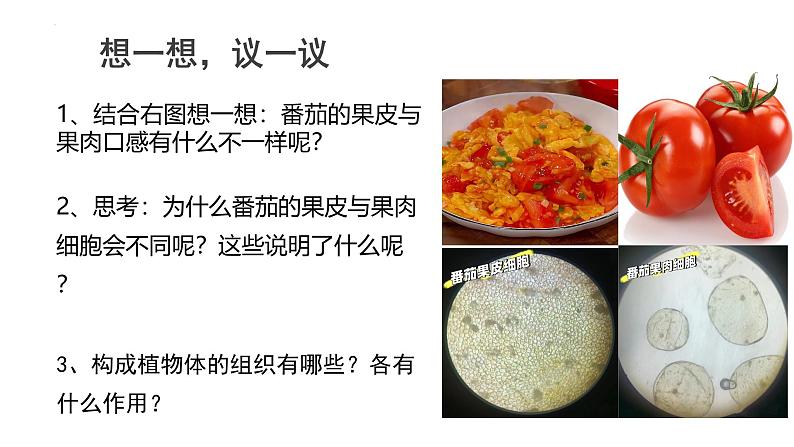 1.3.3植物体的结构层次课件 2024-2025学年人教版(2024)生物七年级上册第7页