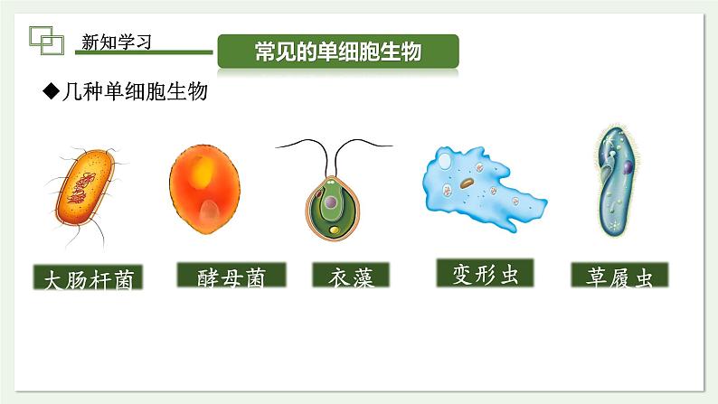 1.3.4 单细胞生物 课件(内嵌视频4个) ---2024-2025学年人教版(2024)生物七年级上册04