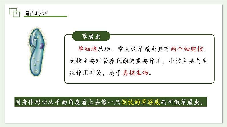 1.3.4 单细胞生物 课件(内嵌视频4个) ---2024-2025学年人教版(2024)生物七年级上册07
