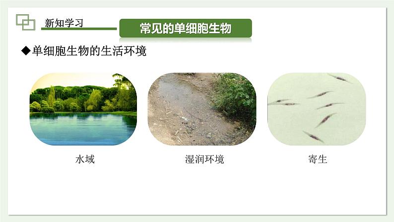1.3.4 单细胞生物 课件(内嵌视频4个) ---2024-2025学年人教版(2024)生物七年级上册08