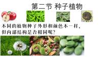 初中生物人教版（2024）七年级上册（2024）第二节 种子植物教学ppt课件