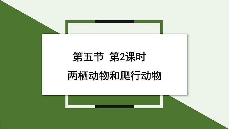 2.2.2 两栖动物和爬行动物 课件 第2课时--2024-2025学年人教版(2024)生物七年级上册01