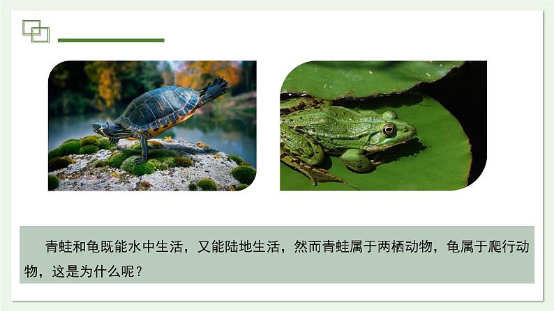 2.2.2 两栖动物和爬行动物 课件 第2课时--2024-2025学年人教版(2024)生物七年级上册03