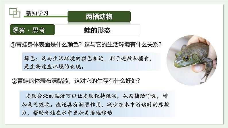 2.2.2 两栖动物和爬行动物 课件 第2课时--2024-2025学年人教版(2024)生物七年级上册04