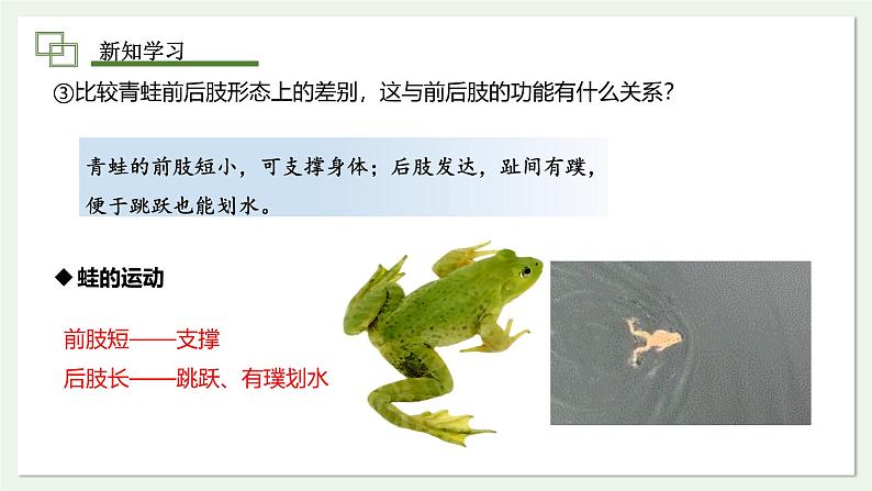 2.2.2 两栖动物和爬行动物 课件 第2课时--2024-2025学年人教版(2024)生物七年级上册05